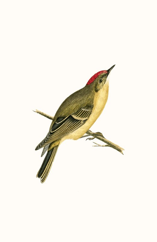 Reyezuelo coronado de rubí, ilustración de 
