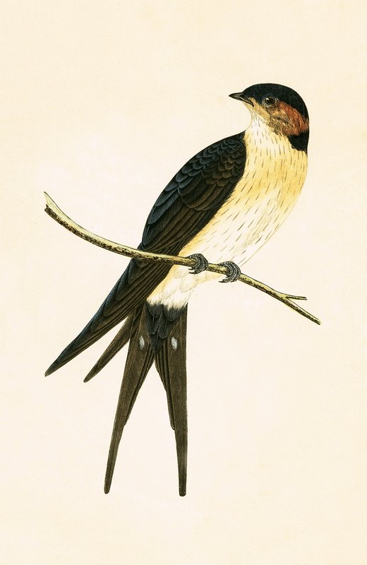 Golondrina rojiza, ilustración de 