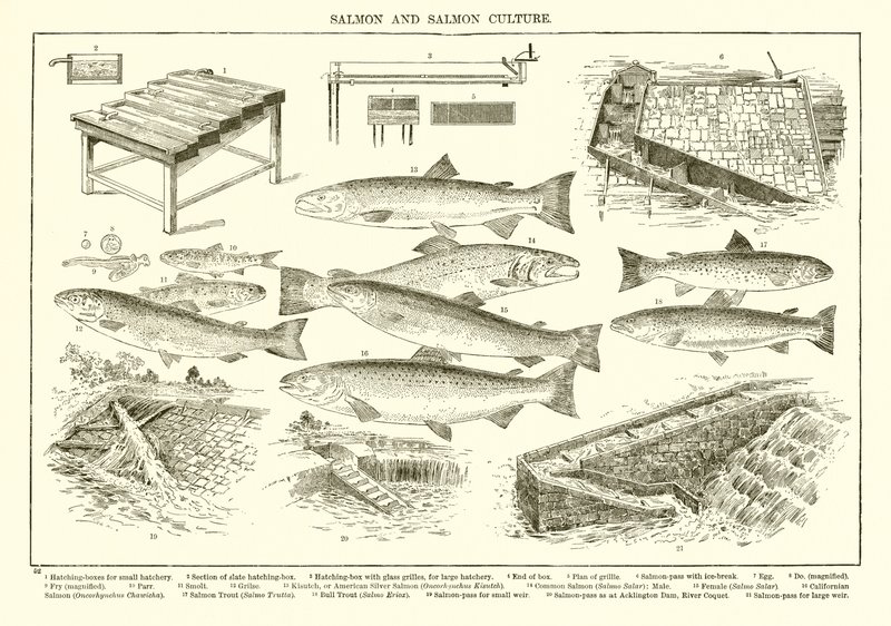 Salmón y Cultura del Salmón de English School
