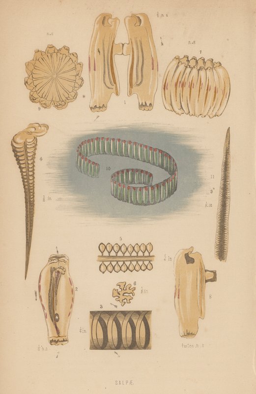 Salpae (litografía) de English School