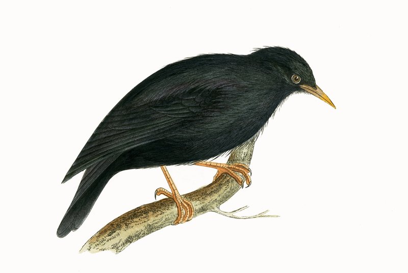 Estornino sardo, ilustración de 