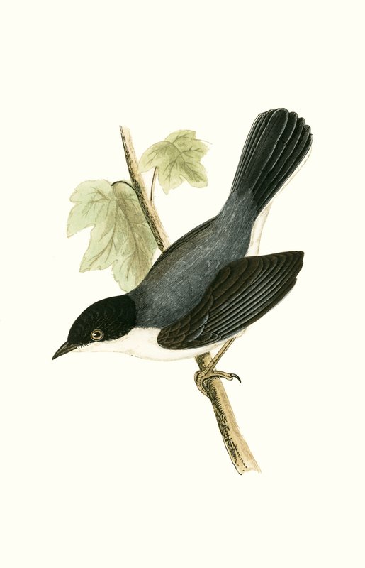 Curruca sarda, ilustración de 