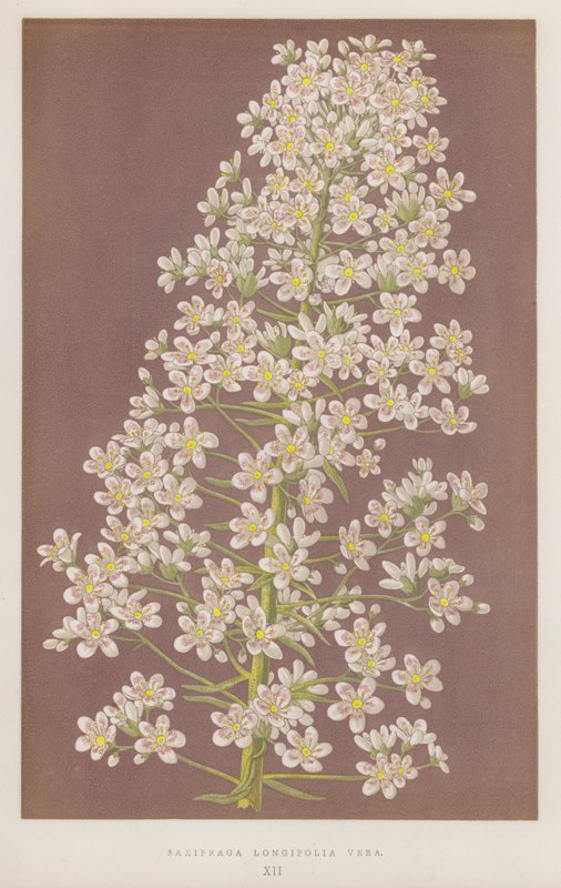 Saxifraga Longifolia Vera (colour litho) de English School