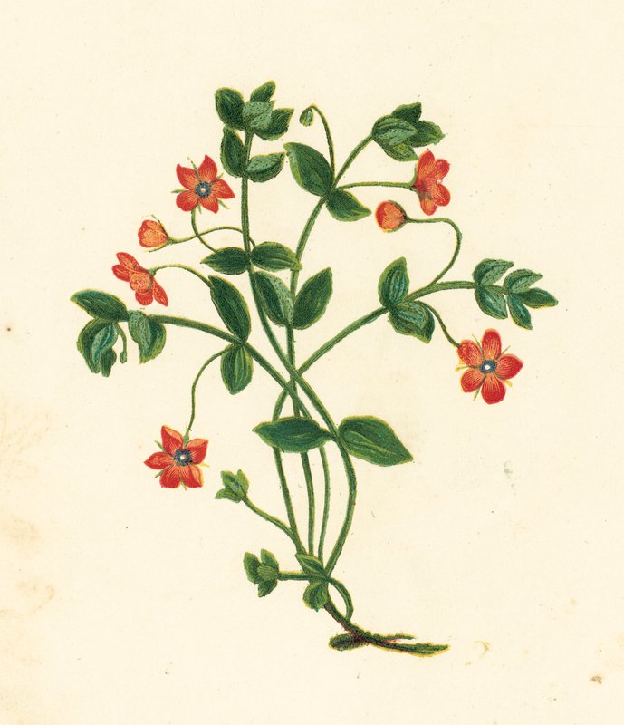 Pimpinela Escarlata, Anagallis Arvensis (litografía en color) de English School