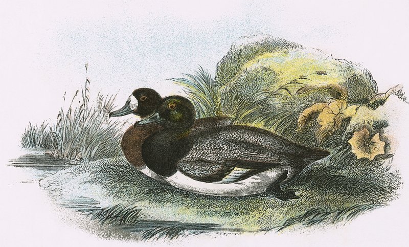 Pato porrón de English School