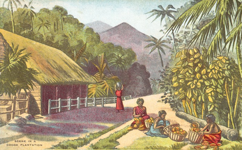 Escena en una plantación de cacao (litografía en color) de English School
