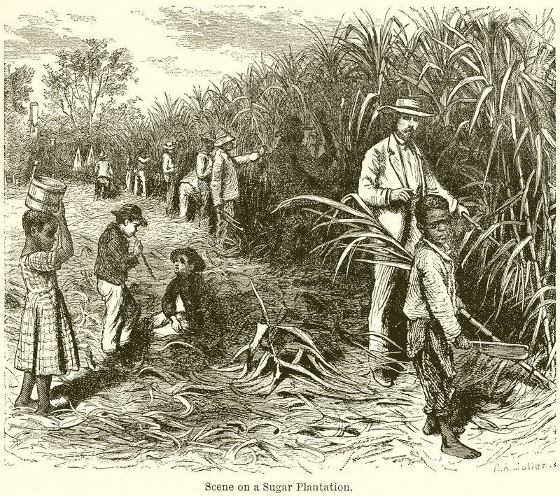 Escena en una plantación de azúcar de English School