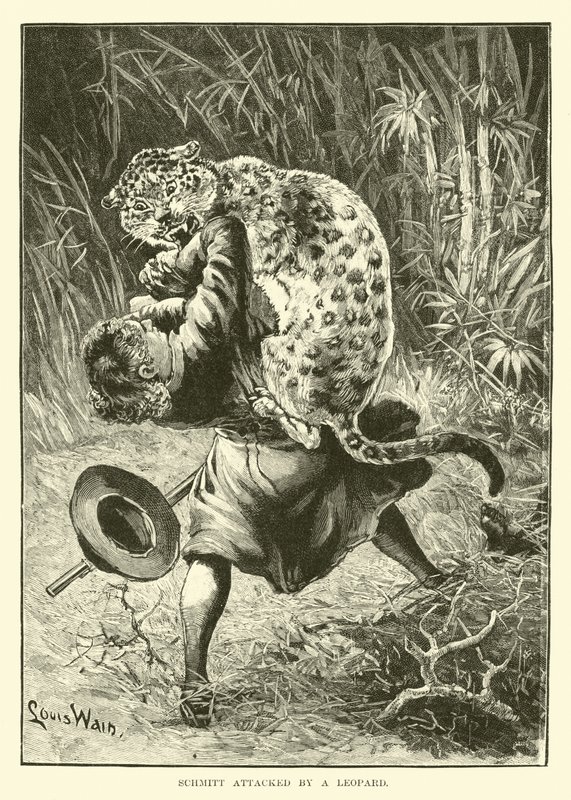 Schmitt atacado por un leopardo de English School
