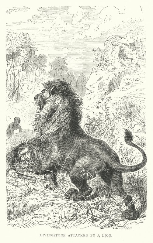 El misionero escocés David Livingstone atacado por un león en África (grabado) de English School