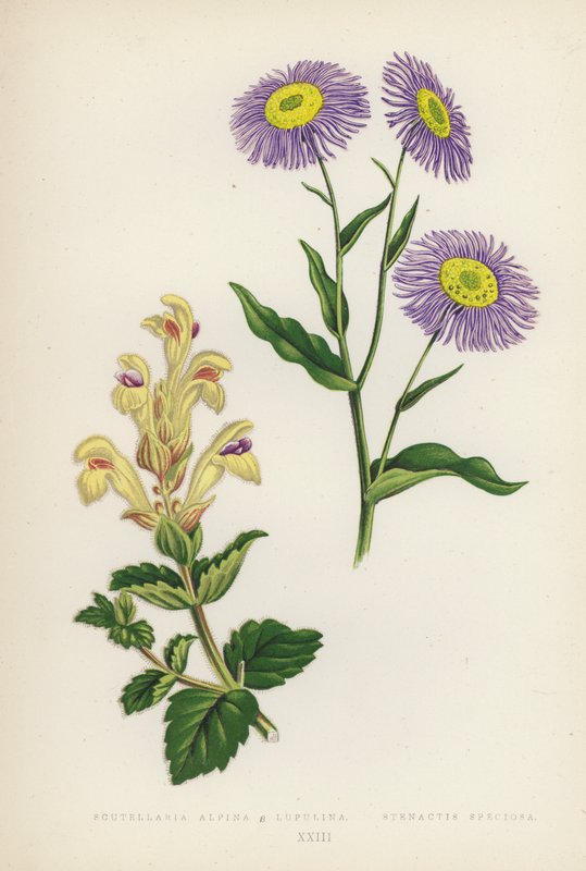 Scutellaria Alpina B Lupulina; Stenactis Speciosa (litografía en color) de English School