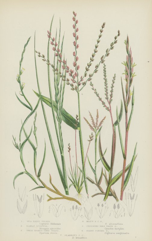 Sea Hard Grass, Early Knappia, Twin Spiked Cord Grass, Many Spiked Cord Grass, Creeping Dogs Tooth (litografía en color) de English School