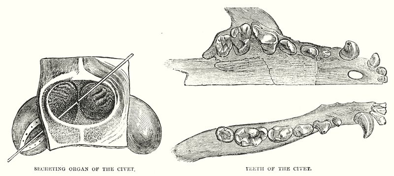Órgano Secretor de la Civeta, Dientes de la Civeta (grabado) de English School
