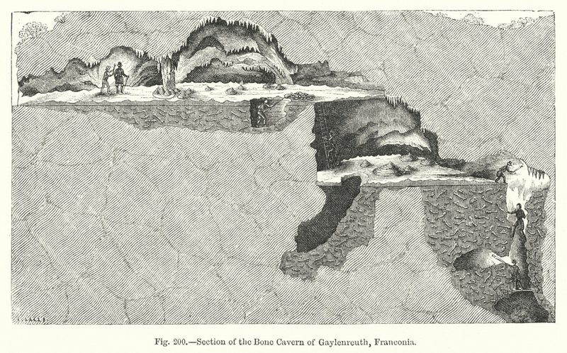 Sección de la caverna ósea de Gaylenreuth, Franconia de English School
