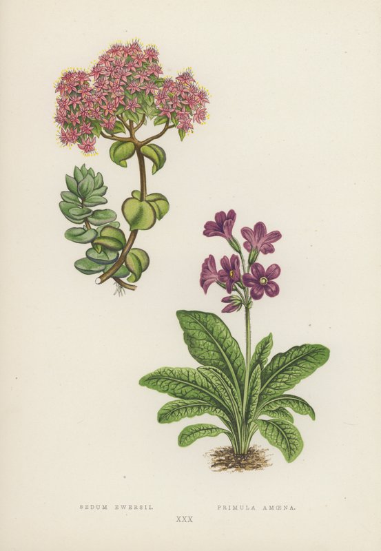 Sedum Ewersii; Primula Amoena (litografía en color) de English School