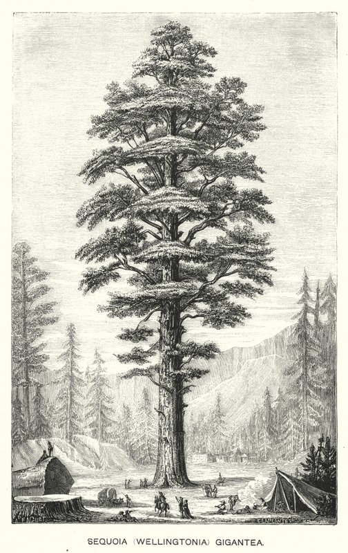 Sequoia (Wellingtonia) Gigantea (grabado) de English School