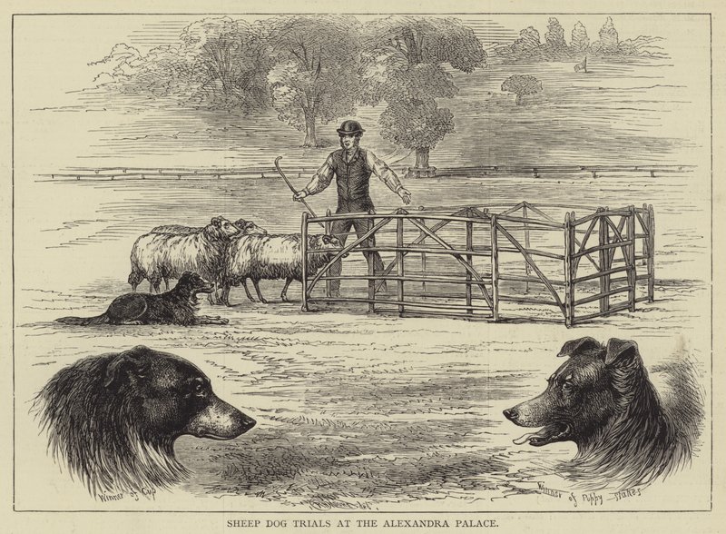Pruebas de Perros Pastores en el Alexandra Palace de English School