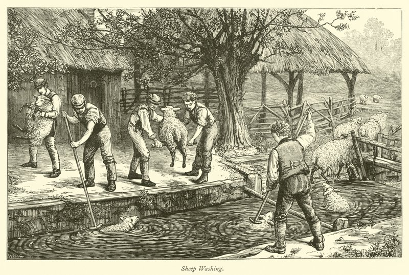 Lavado de ovejas de English School