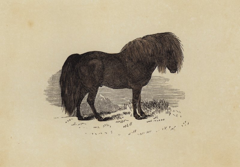 Poni de Shetland de English School