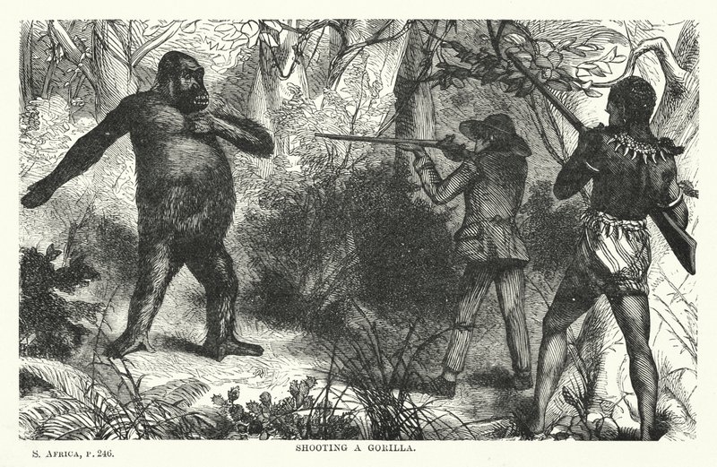 Disparando a un gorila (grabado) de English School