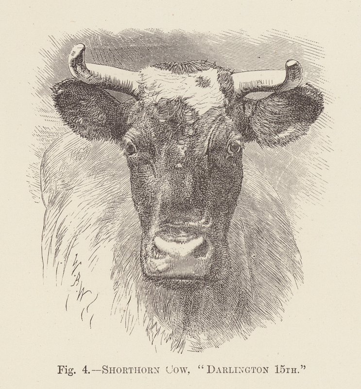 Vaca Shorthorn, "Darlington 15th" (grabado) de English School