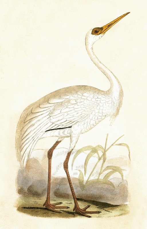 Grulla Siberiana, ilustración de 