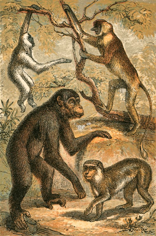 Gibón plateado, mono narigudo, chimpancé y macaco de Berbería de English School