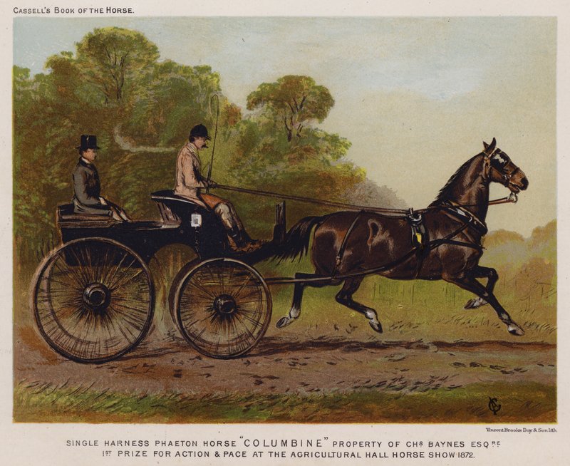 Caballo Phaeton de arnés simple "Columbine," propiedad de Charles Baynes Esq de English School