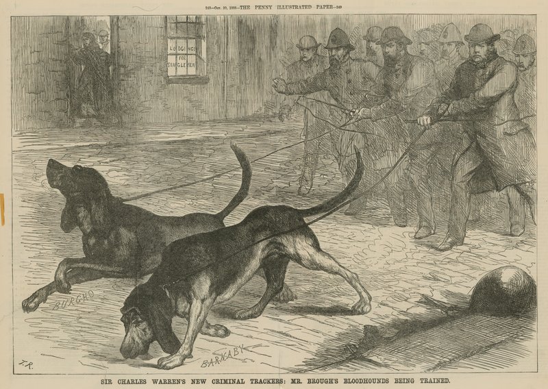 Los nuevos rastreadores criminales de Sir Charles Warren: Los sabuesos de Mr. Brough siendo entrenados de English School