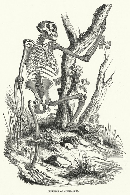 Esqueleto de Chimpancé (grabado) de English School
