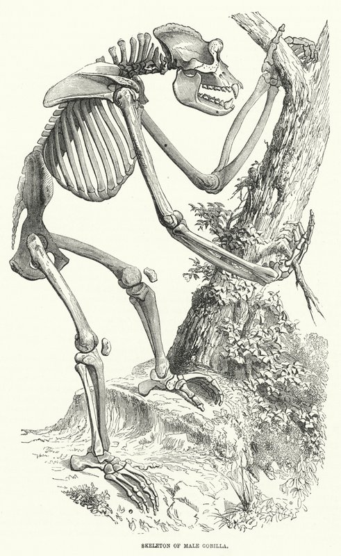 Esqueleto de Gorila Macho (grabado) de English School