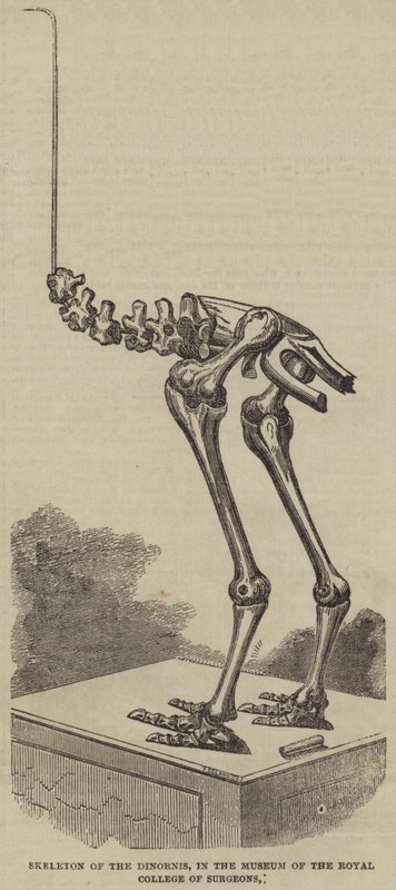Esqueleto del Dinornis, en el Museo del Real Colegio de Cirujanos (grabado) de English School
