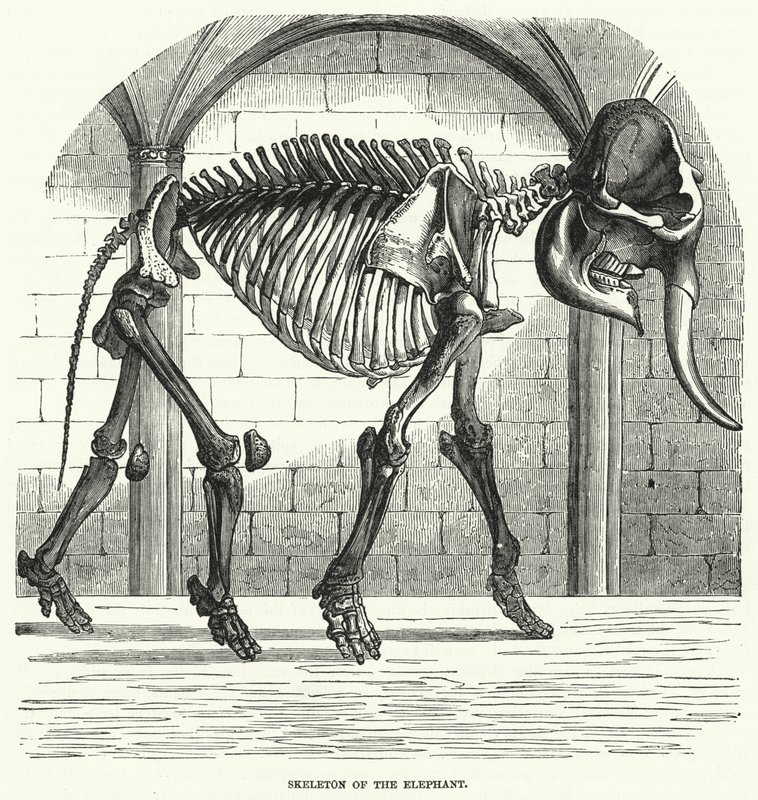 Esqueleto de elefante (grabado) de English School
