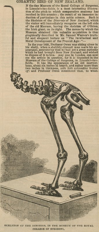 Esqueleto del dinornis, un ave gigante de Nueva Zelanda de English School