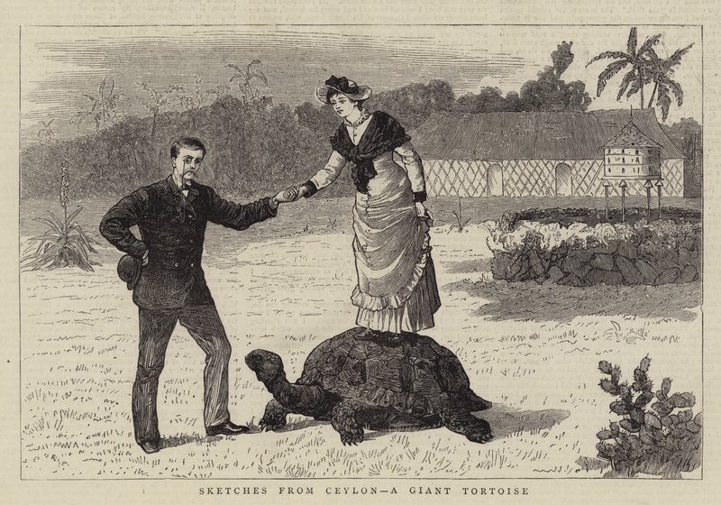 Bocetos de Ceilán, una Tortuga Gigante (grabado) de English School