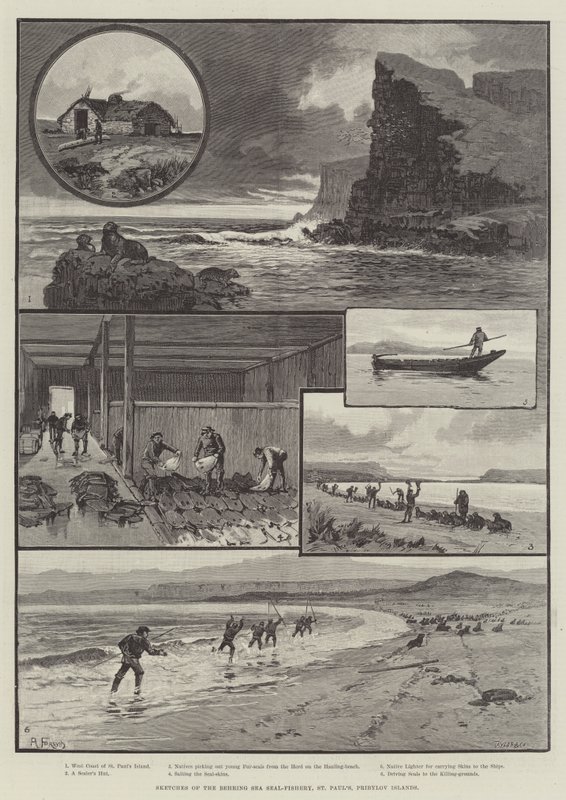 Bocetos de la pesca de focas en el mar de Behring, San Pablo, Islas Pribylov de English School