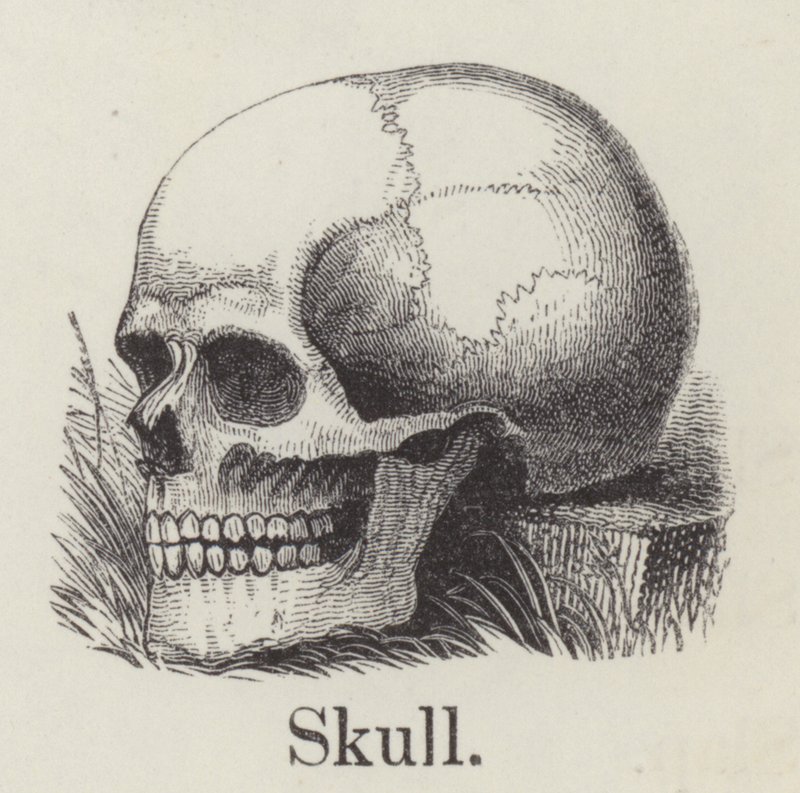 Calavera de English School