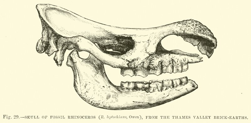 Cráneo de Rinoceronte Fósil (R leptorhinus, Owen), del Valle del Támesis de English School