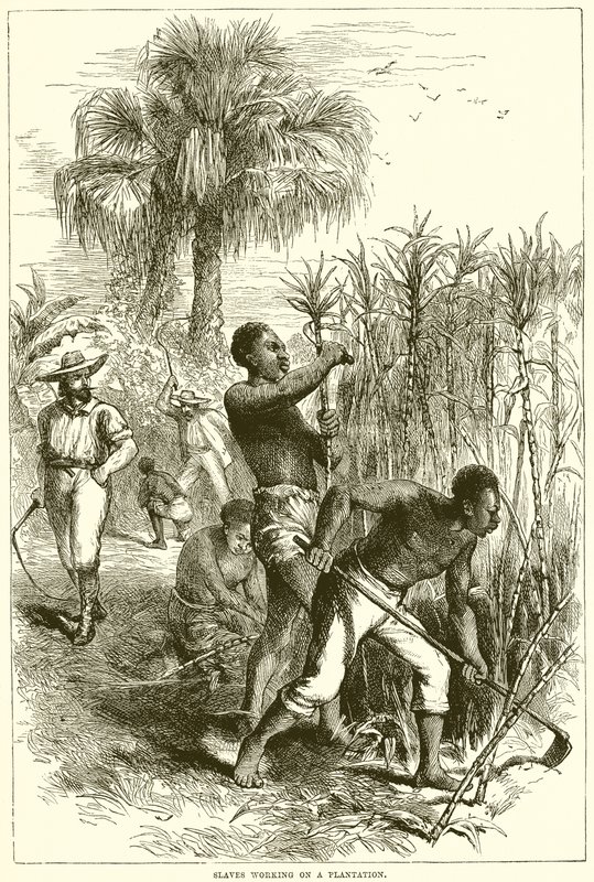 Esclavos trabajando en una plantación de English School