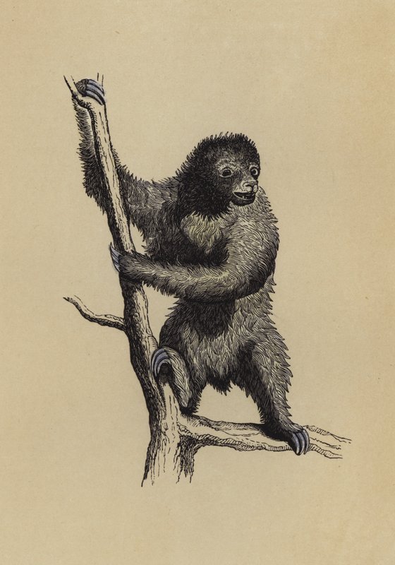 Perezoso de English School