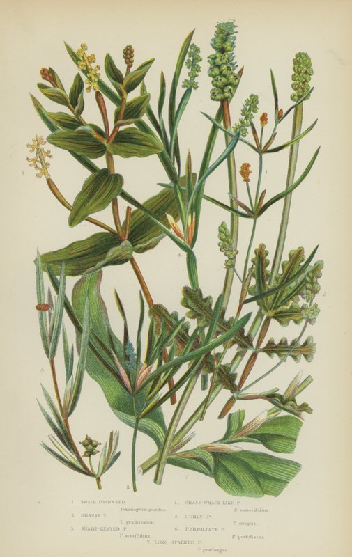 Pondweed pequeño, Grassy Pondweed, Sharp-Leaved Pondweed, Grass-Wrack-Like Pondweed, Curly Pondweed (litografía en color) de English School