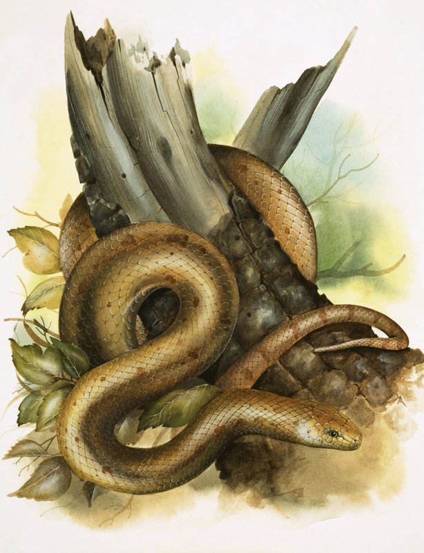 Serpiente de English School