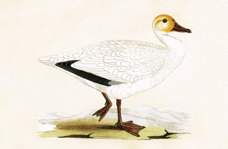 Ganso de las nieves, ilustración de 