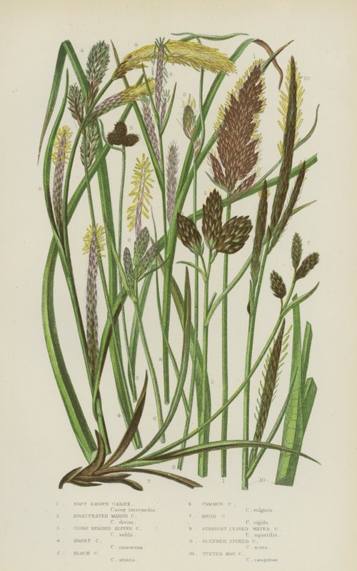 Carex Marrón Suave, Carex de Pantano Bracteado, Carex Alpina de Cabeza Cerrada, Carex Canosa, Carex Negra de English School
