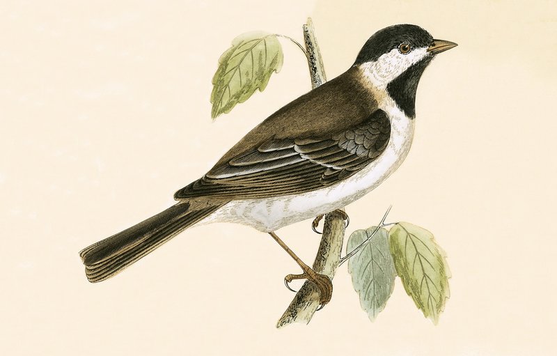 Carbonero sombrío, ilustración de 