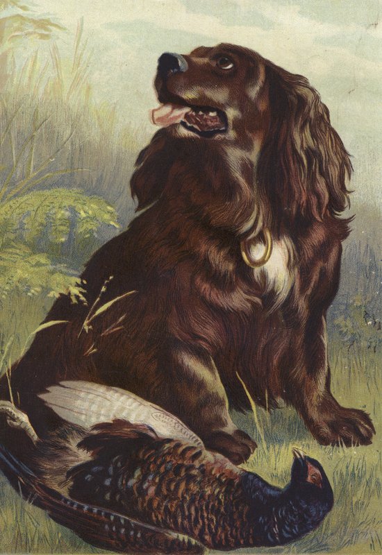 Spaniel y faisán de English School