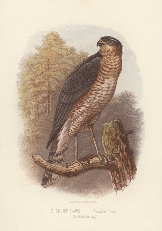 Gavilán, Accipiter Nisus (litografía en color) de English School