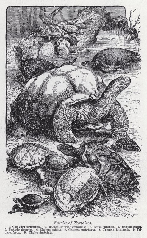 Especies de tortugas de English School