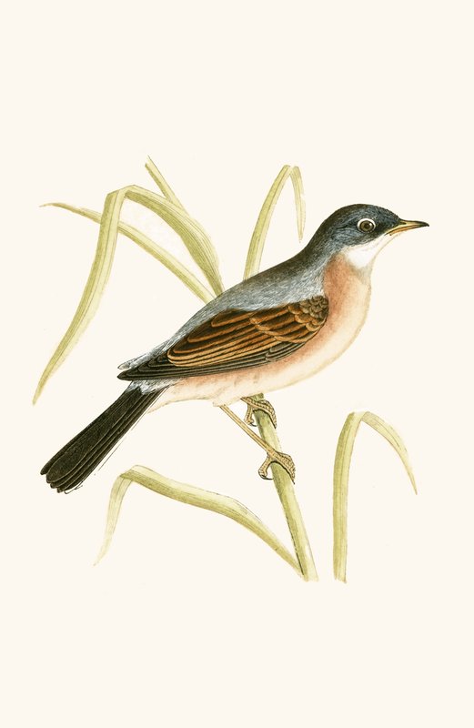 Curruca tomillera, ilustración de 