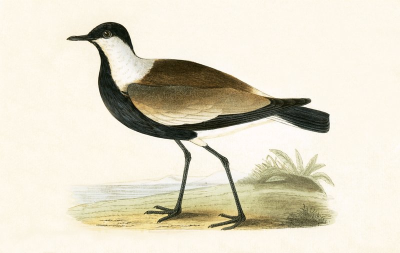 Avefría espinosa, ilustración de 
