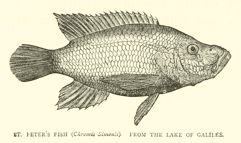 Pez de San Pedro (Chromis Simonis), del Lago de Galilea de English School